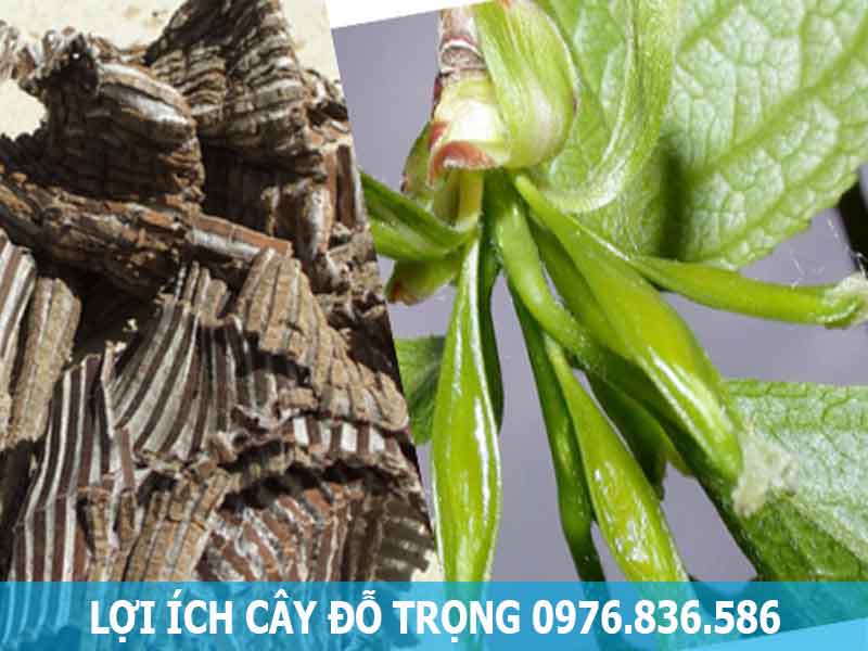 lợi ích từ cây đỗ trọng