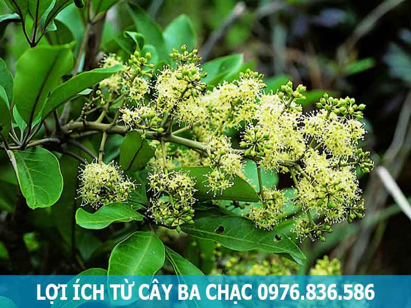lợi ích từ cây ba chạc