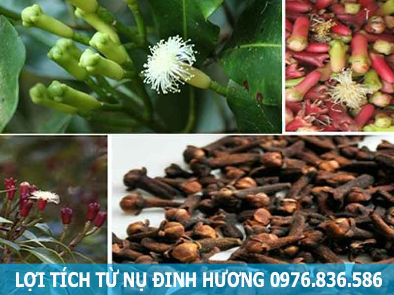 lợi ích từ nụ đinh hương