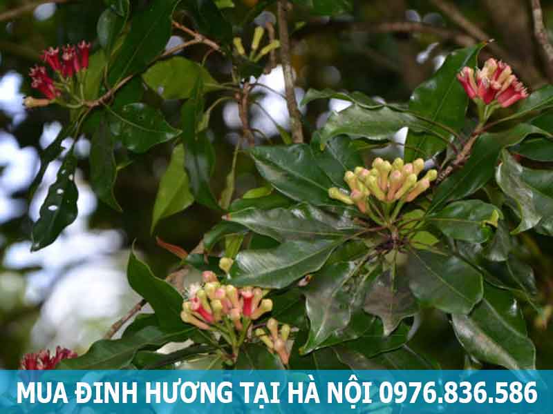 mua đinh hương tại hà nội