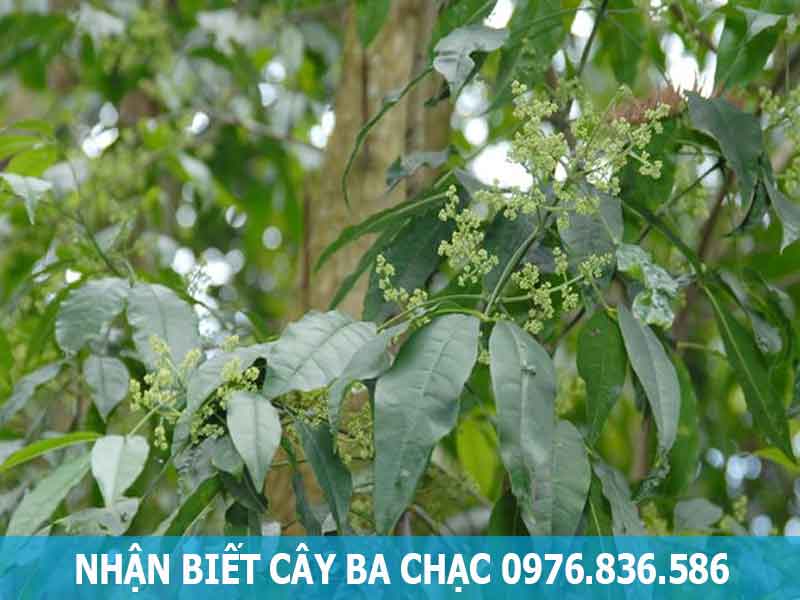 nhận biết cây ba chạc