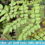 Mua bán cây đơn châu chấu ở Hà Nội