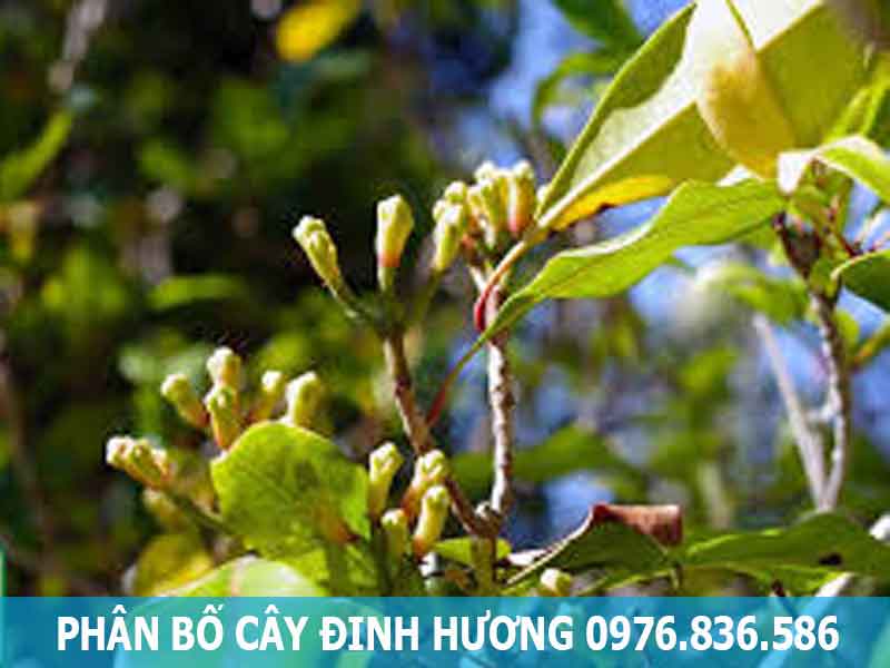 phân bố cây đinh hương