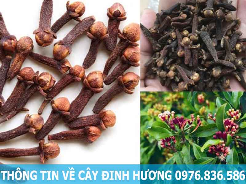 thông tin về cây đinh hương