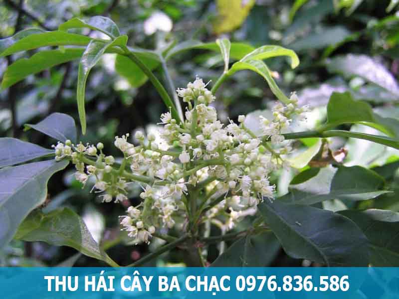 thu hái cây ba chạc