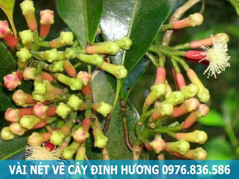 vài nét về cây đinh hương