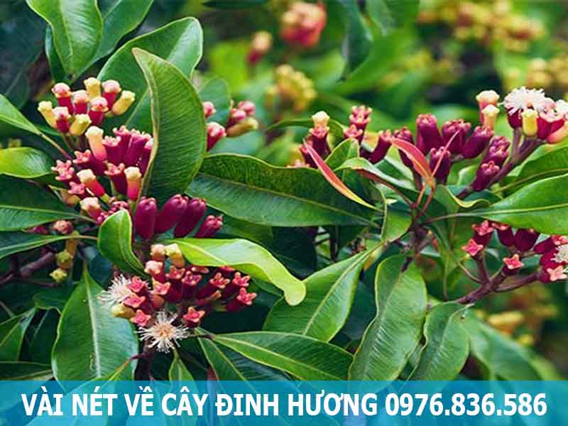 vài nét về cây đinh hương