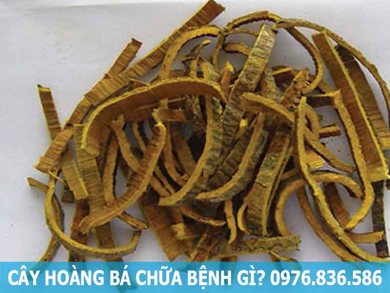 cây hoàng bá chữa bệnh gì