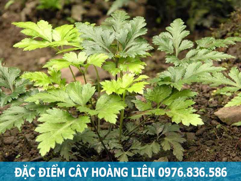 đặc điểm cây hoàng liên