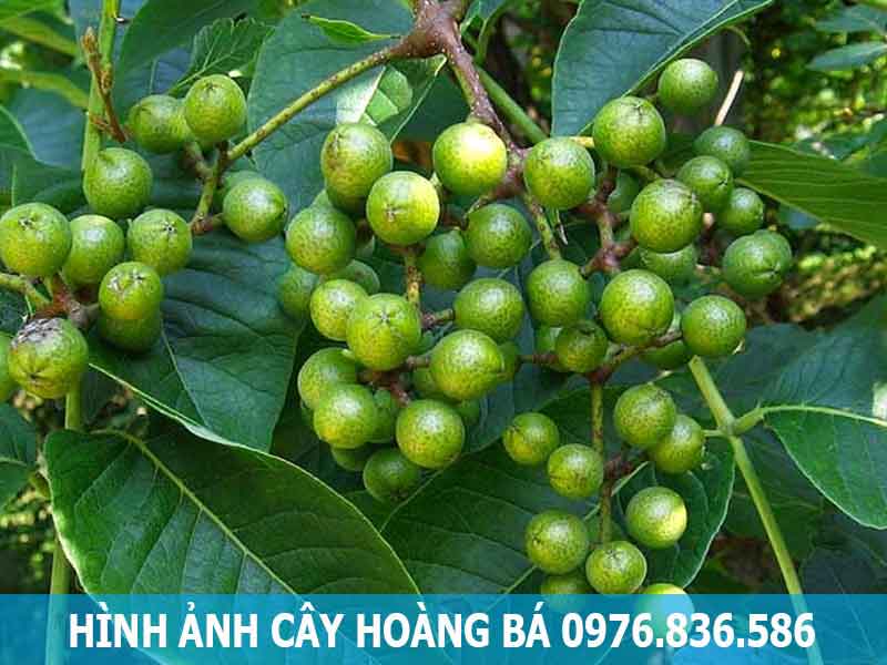 hình ảnh cây hoàng bá