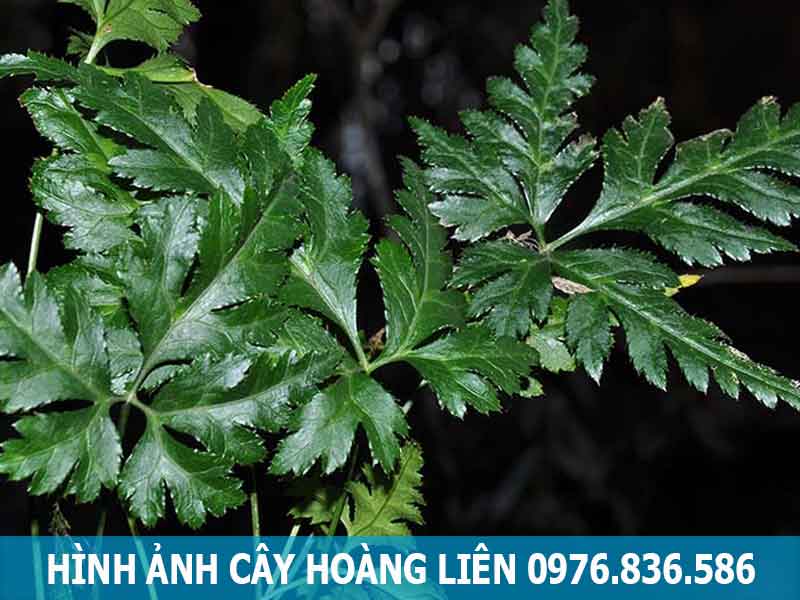 hình ảnh cây hoàng liên