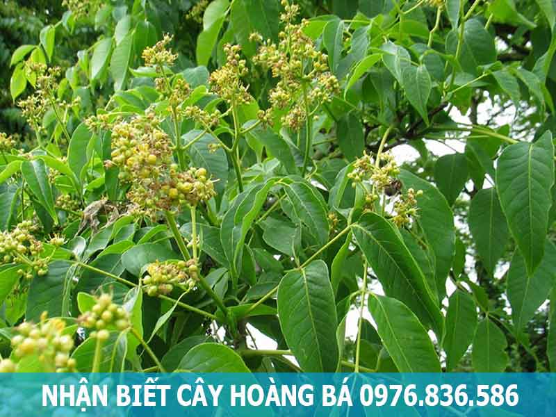 nhận biết cây hoàng bá