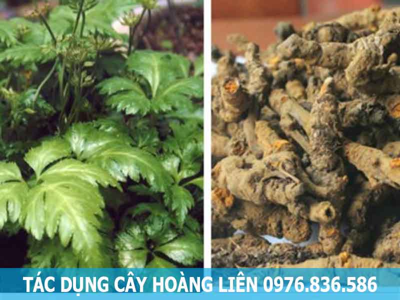 tác dụng cây hoàng liên