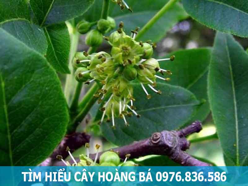 tìm hiểu cây hoàng bá