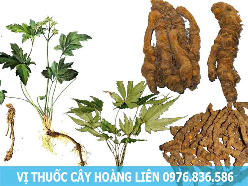 vị thuốc cây hoàng liên