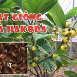 Địa chỉ Cung cấp hạt giống Trà Hoa Vàng Hakoda Tam Đảo uy tín