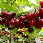 Cây Anh Đào ( Cây Quả Cherry) mang nhiều lợi ích sức khỏe