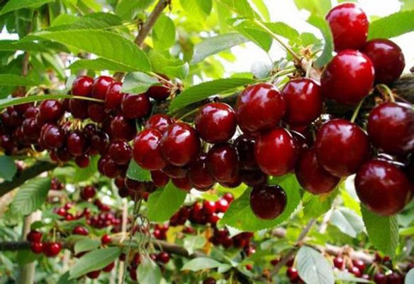 Cây Anh Đào ( Cây Quả Cherry) mang nhiều lợi ích sức khỏe
