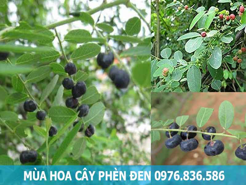 địa chỉ bán cây phèn đen