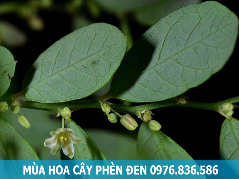 mùa hoa cây phèn đen