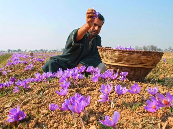saffron nhụy hoa nghệ tây tại Tây Ninh