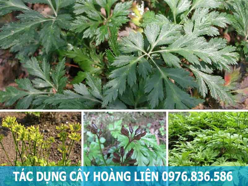 tác dụng cây hoàng liên