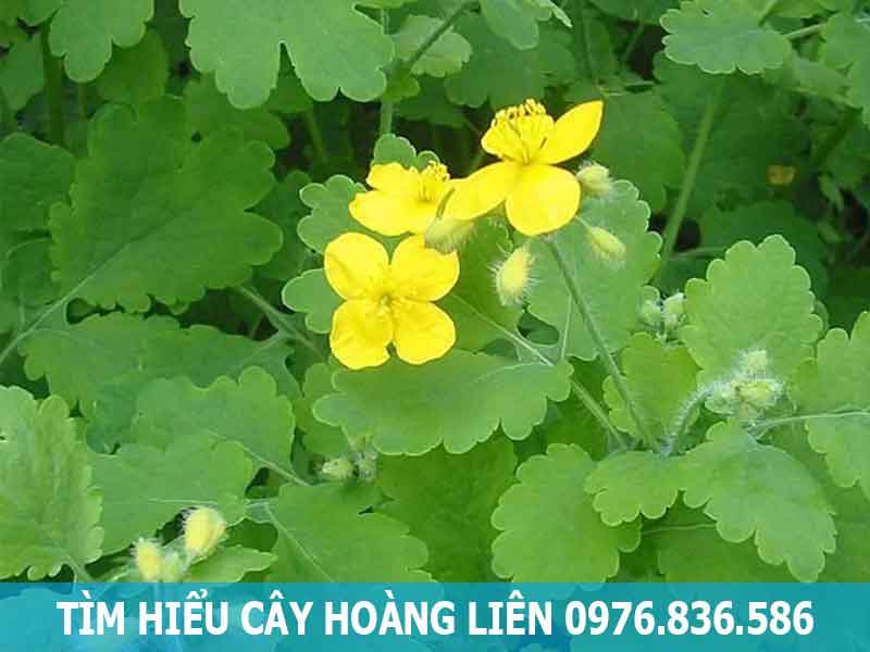 tìm hiểu cây hoàng liên