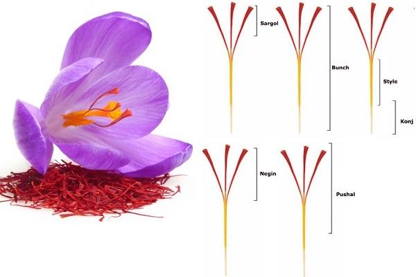 cách phân loại saffron