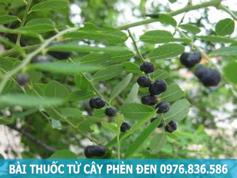 bài thuốc từ cây phèn đen