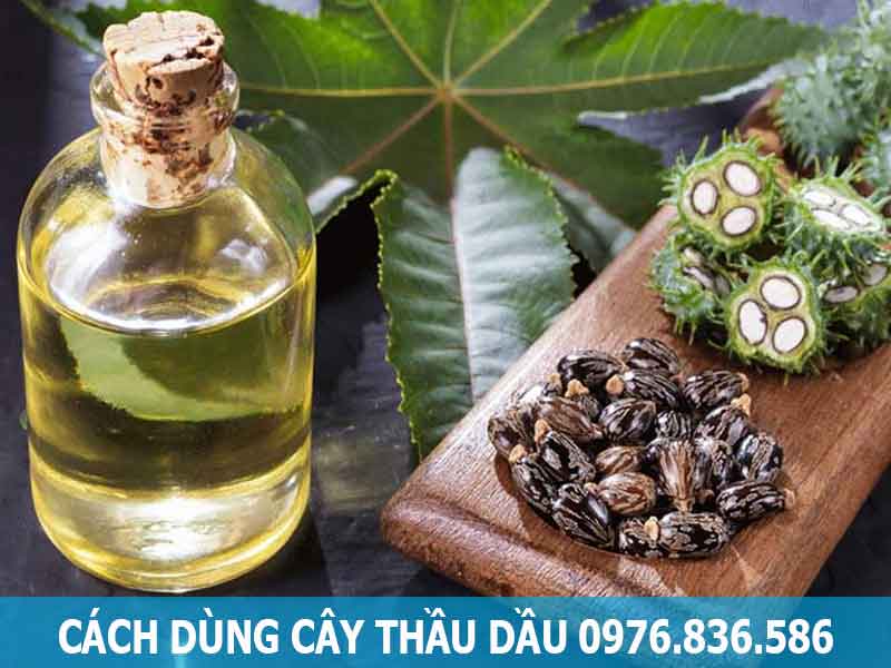 cách sử dụng cây thầu dầu