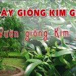 Vườn ươm Cây Giống Kim Giao, Kỹ thuật chăm sóc cây Kim giao