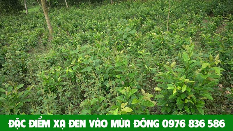 Hình ảnh cây xạ đen Hoà Bình vào mùa đông