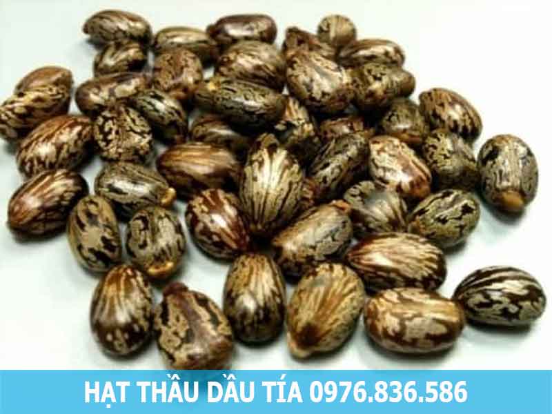 hạt thầu dầu