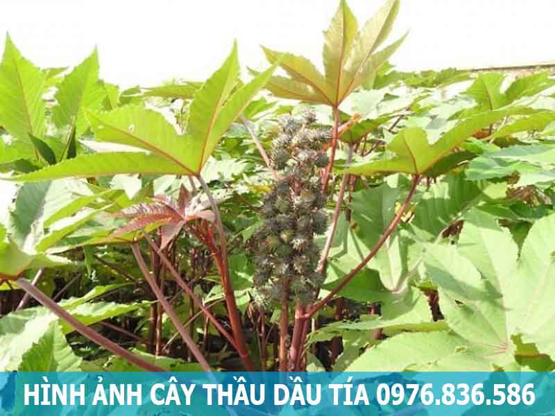 hình ảnh cây thầu dầu