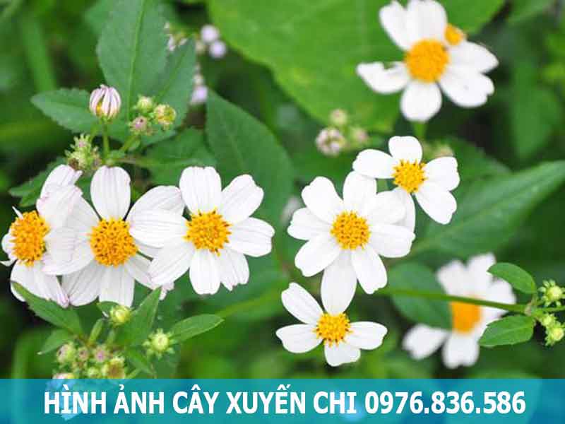 hình ảnh cây xuyến chi