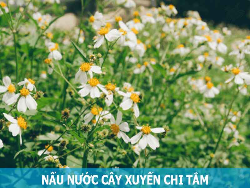 nấu nước cây xuyến chi để tắm