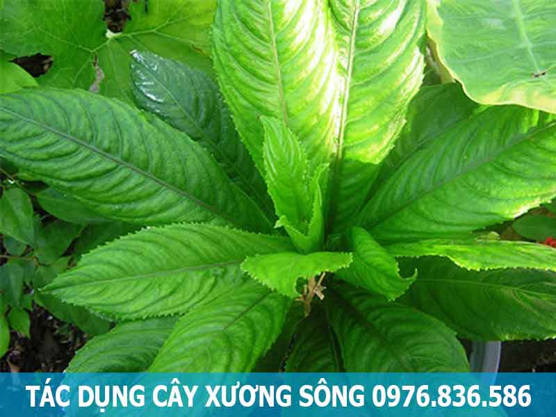 tác dụng cây xương sông