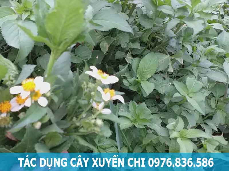 tác dụng cây xuyến chi