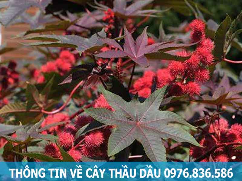 thông tin về cây thầu dầu