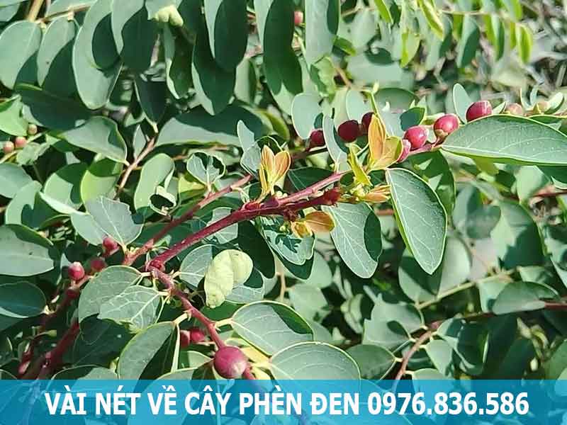 vài nét về cây phèn đen