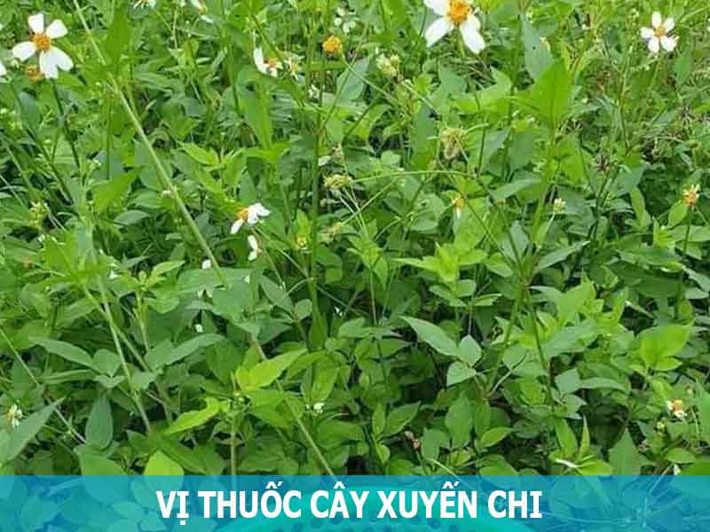 vị thuốc cây xuyến chi