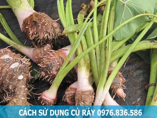 cách sử dụng củ ráy