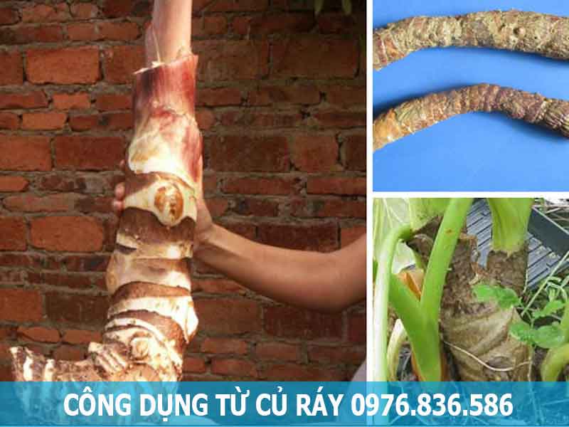 công dụng từ củ ráy