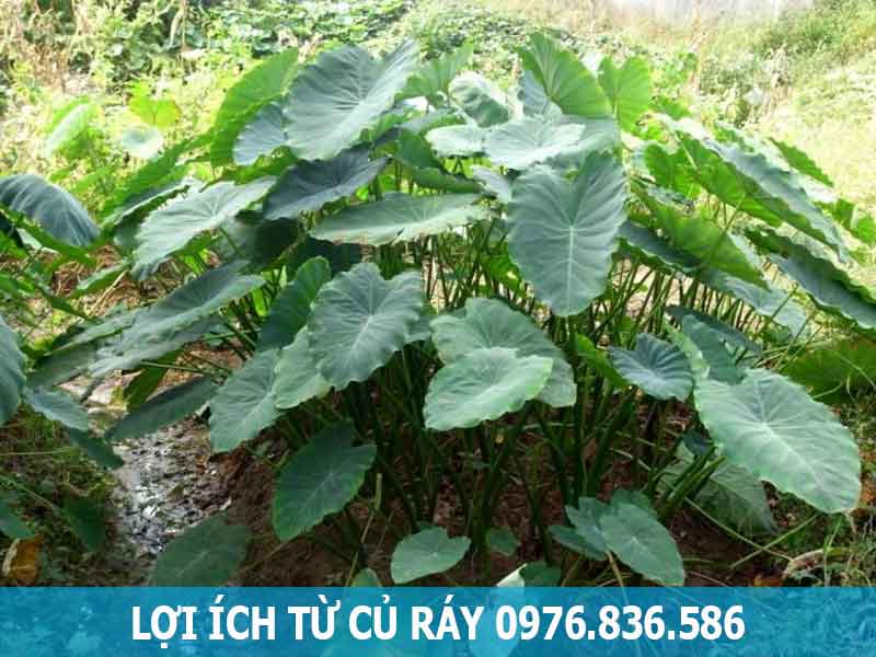 lợi ích từ củ ráy