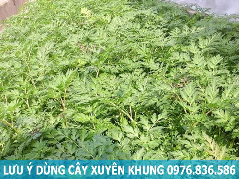 lưu ý dùng cây xuyên khung