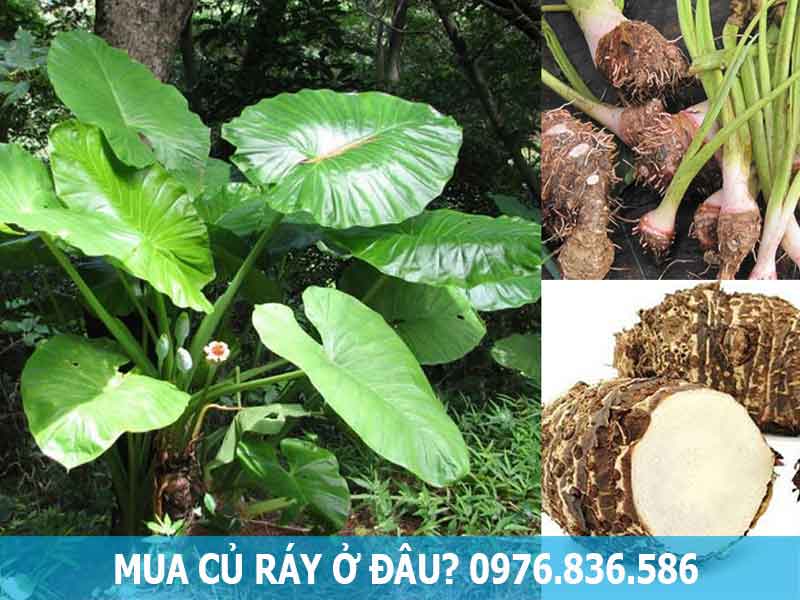 mua củ ráy ở đâu