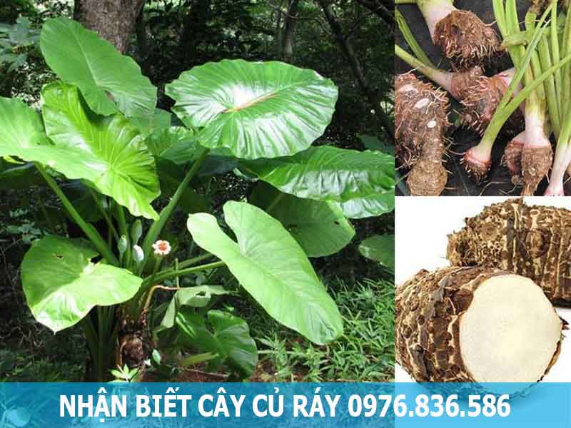 nhận biết cây ráy