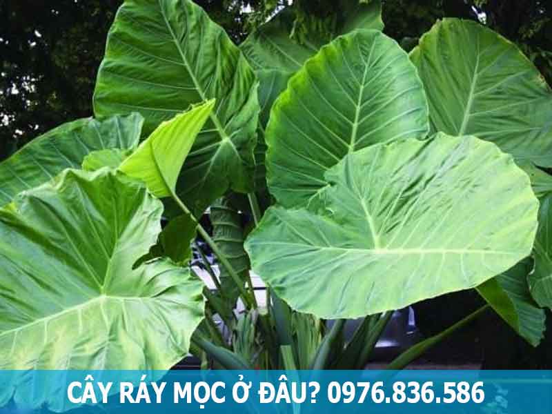 phân bố cây ráy