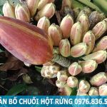 Địa chỉ mua chuối hột rừng tại Hà Nội