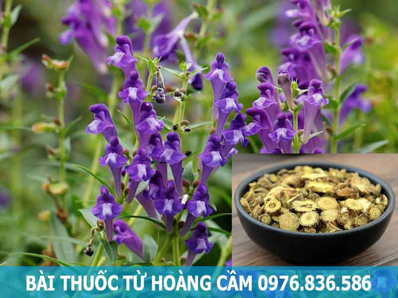 bài thuốc từ hoàng cầm